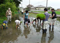 不耕起栽培の固い水田に苦戦